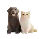Mascotas