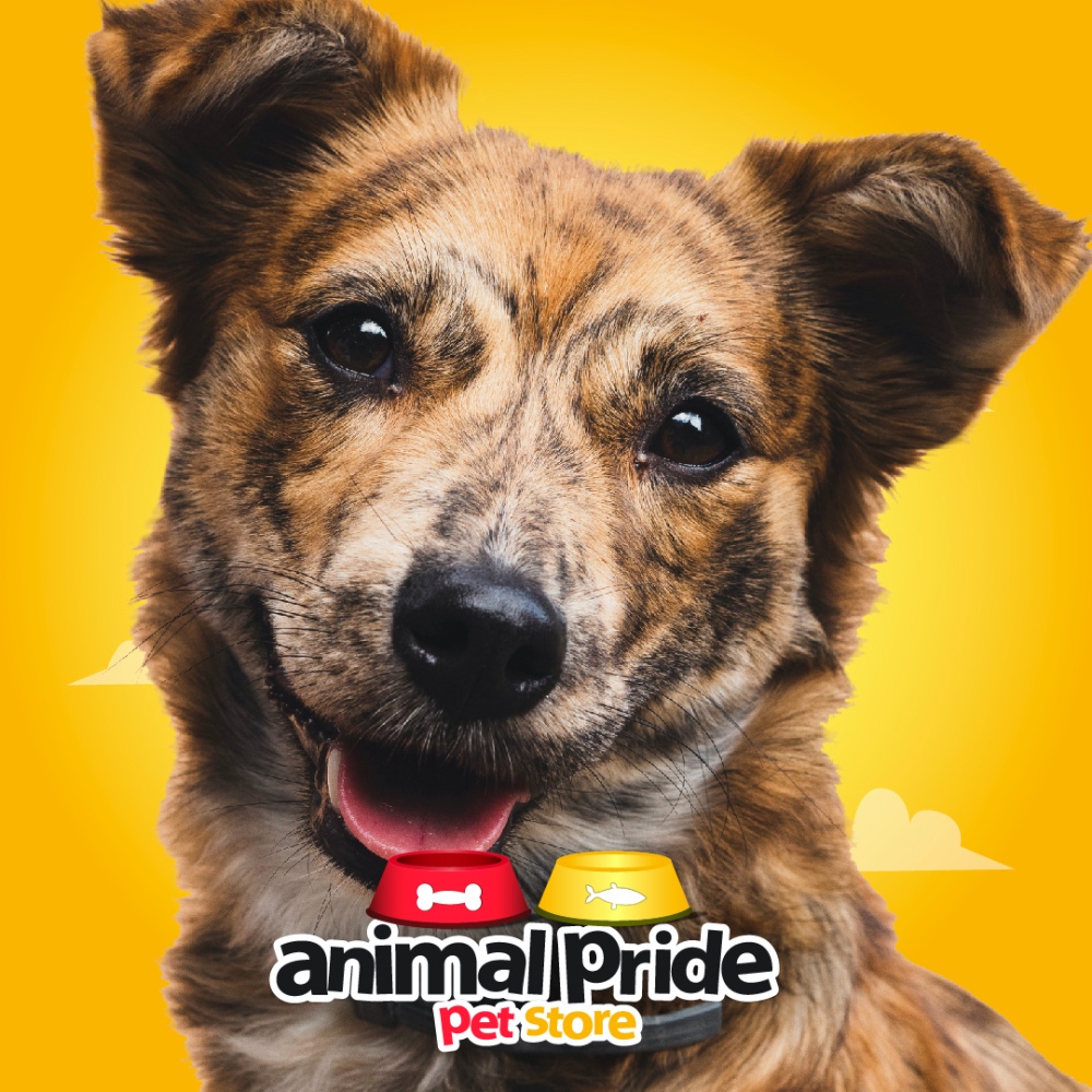 ARNÉS Y CORREA ANTIESCAPE PARA GATOS – Animal Pride Pet Store