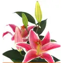 Creaciones Florales Don Ivan
