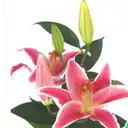 Creaciones Florales Don Ivan