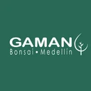 Gaman Bonsai Bello