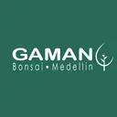 Gaman Bonsai Bello