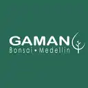 Gaman Bonsai Bello