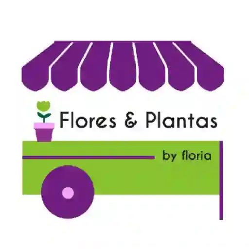 Mercado De Flores Y Plantas 85 Orquideas