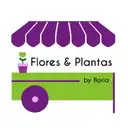 Mercado De Flores Y Plantas 85 Orquideas