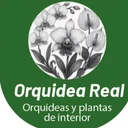 Orquídea Real