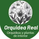 Orquídea Real
