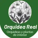 Orquídea Real