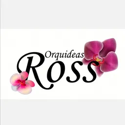 Orquídeas Ross 🌸 con Servicio a Domicilio