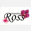 Orquídeas Ross 🌸