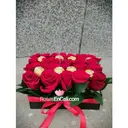Rosas En Cali