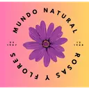 Flores Mundo Natural