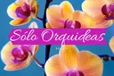 Soló Orquideas