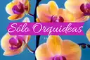 Soló Orquideas