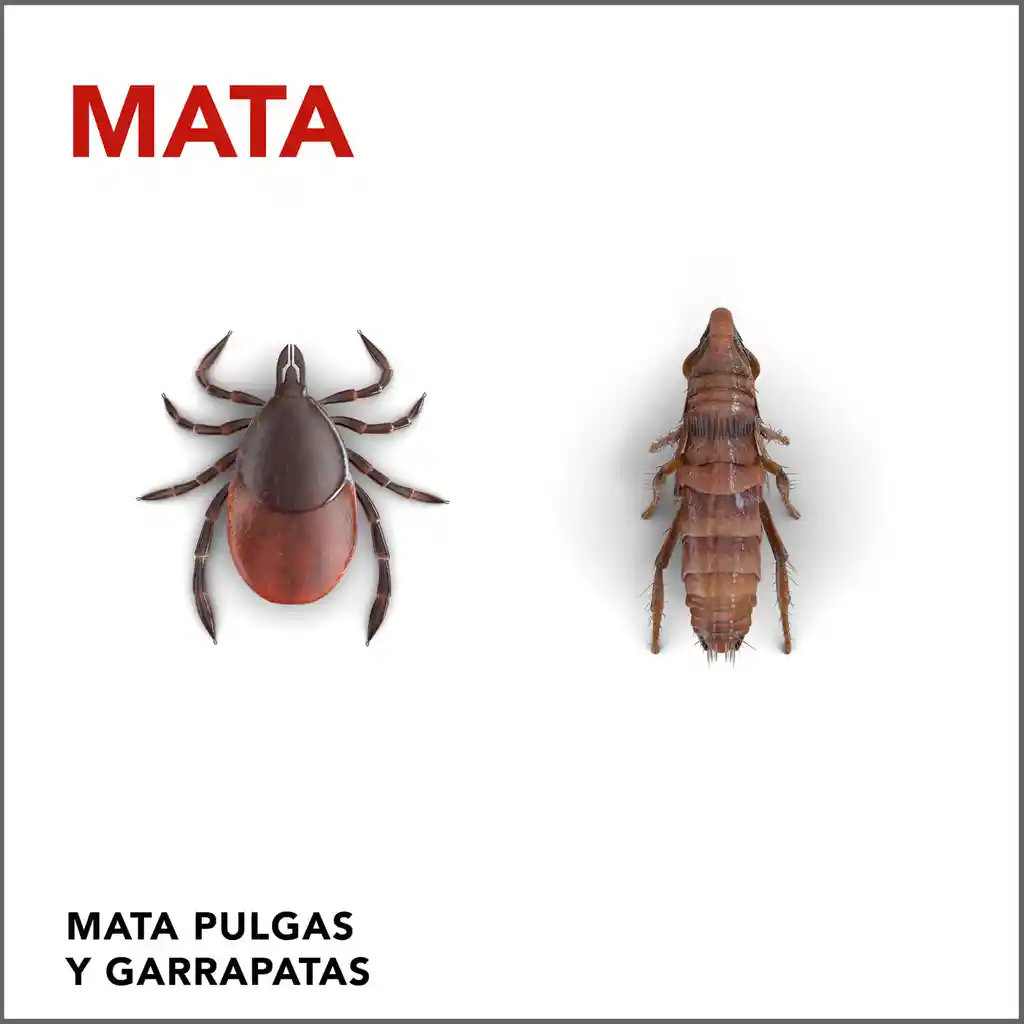 Raid Insecticida Mata Pulgas