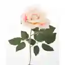 Finlandek Rosa para Decoración
