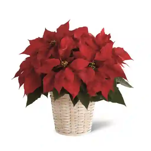 Planta De Poinsettia Roja P14