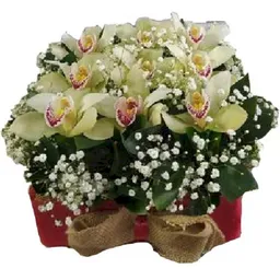 Orquidea Caja Tapizada 9 S Cimbidium