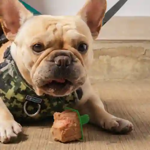 Helado para Mascotas