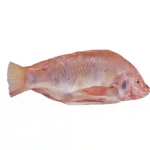 Pescado Cabeza de Mojarra