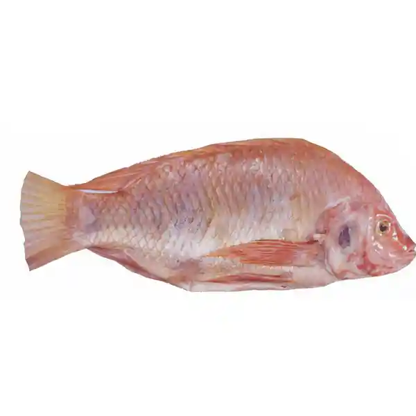 Pescado Cabeza de Mojarra