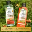 Shampoo Herbal Essences Bio:Renew Toronja y Menta Champu 400 ml
