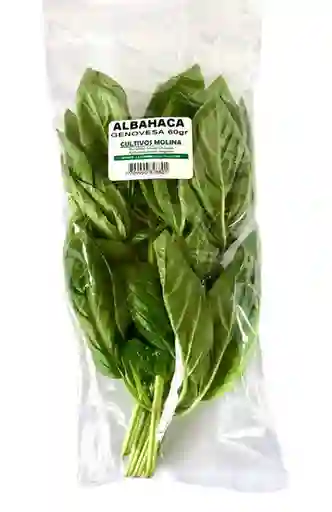 Cultivos Molina Albahaca Genovesa