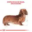 Royal Canin Dachshund Tekel Salchicha Adult 1.5 Kg