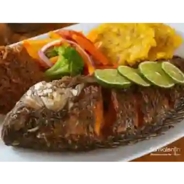 Mojarra Negra