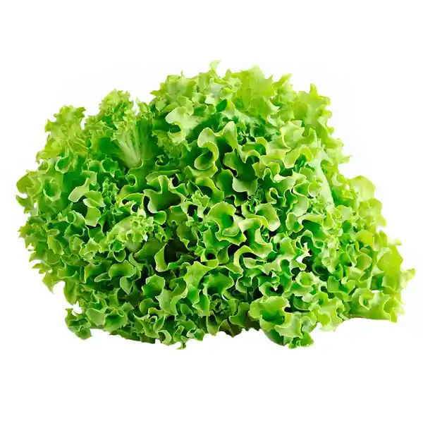 Lechuga Verde Crespa