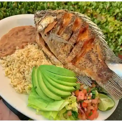 Mojarra Negra