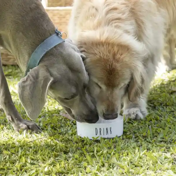 Bowl Para Mascotas Drink Ambiente Gourmet