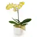 Orquídea Amarilla Elegance Con Matera