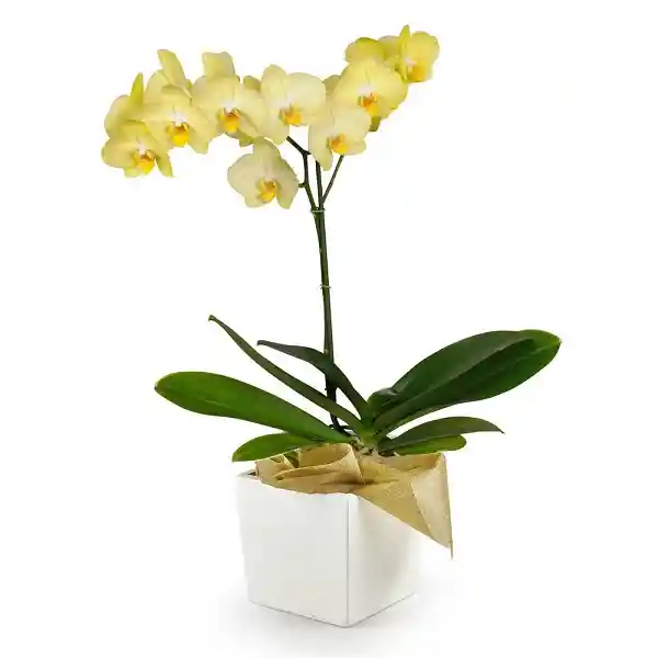 Orquídea Amarilla Elegance Con Matera