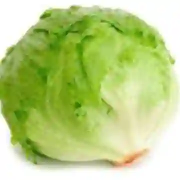 Lechuga