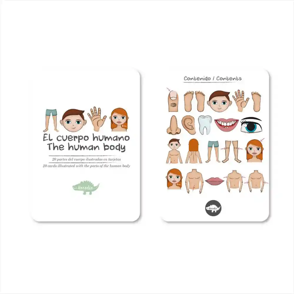 Flash Cards Cuerpo Humano