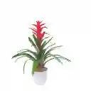 Bromelia Roja Regalo