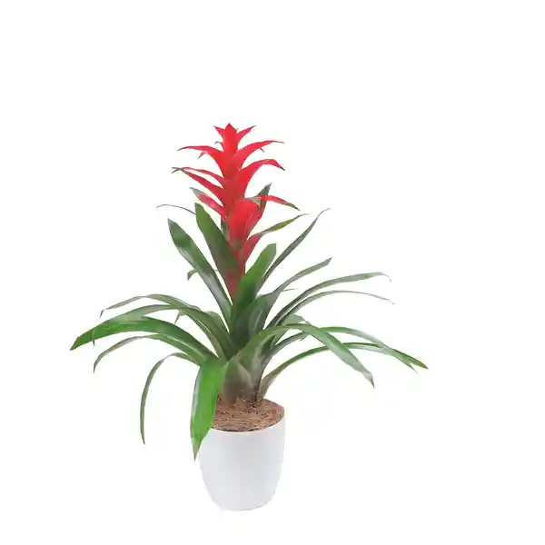 Bromelia Roja Regalo