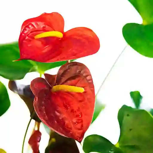 Planta Anturio