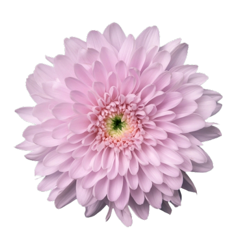 Ramo de Flores El Capirocrisantemo Desbotonado Rosado