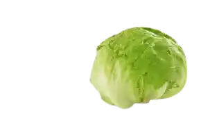 Lechuga Batavia