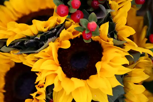 Bouquet De Girasoles