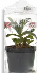 Planta Carnivora