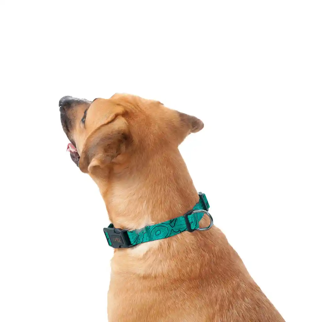 Collar Ajustable Para Perro Mylu L Verde