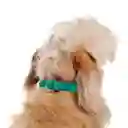 Collar Ajustable Para Perro Mylu S Verde