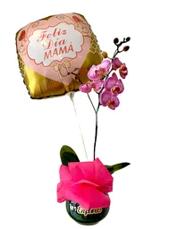 Planta Para Mamá + Globo