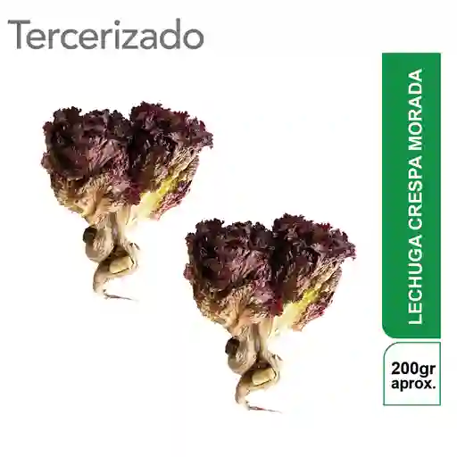 2 x Lechuga Crespa Morada Turbo