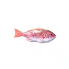 Pargo Platero Fresco Quality *1kilo