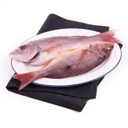 Pargo Platero