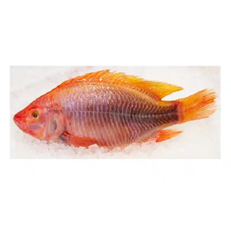Tilapia Roja
